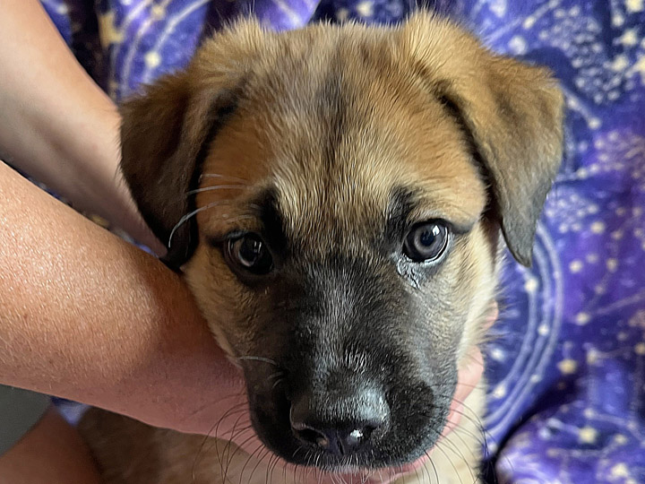 chinook puppy